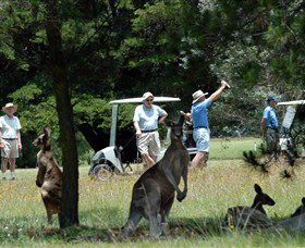 Glen Innes Golf Club - Tourism Noosa 0