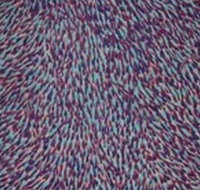 The Gate Gallery - Wollombi - Tourism Noosa