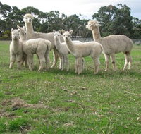 Blackgate Lodge Alpaca Stud