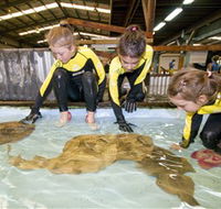 Australian Shark and Ray Centre - Tourism Noosa