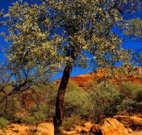 Mt Romance Australia Pty Ltd - Tourism Noosa