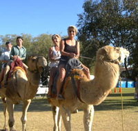 Calamunnda Camel Farm - Tourism Noosa
