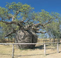 Boab Prison Tree - Tourism Noosa
