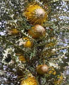 Minigin WA Tourism Noosa