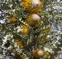 Woylie Walk Dryandra Woodland - Tourism Noosa