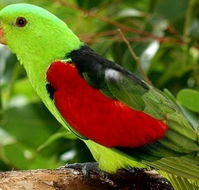 Birdworld Kuranda - Tourism Noosa