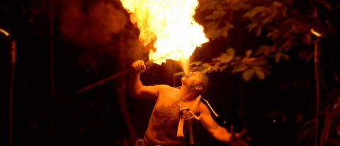 Flames Of The Forest - Tourism Noosa 1