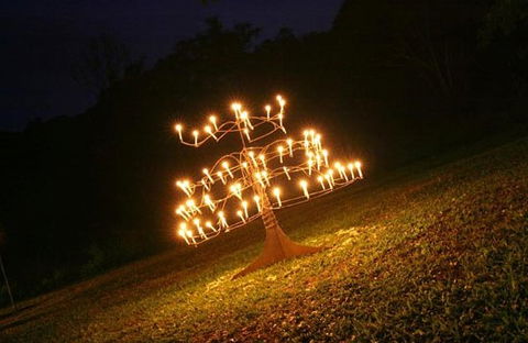 Flames Of The Forest - Tourism Noosa 4