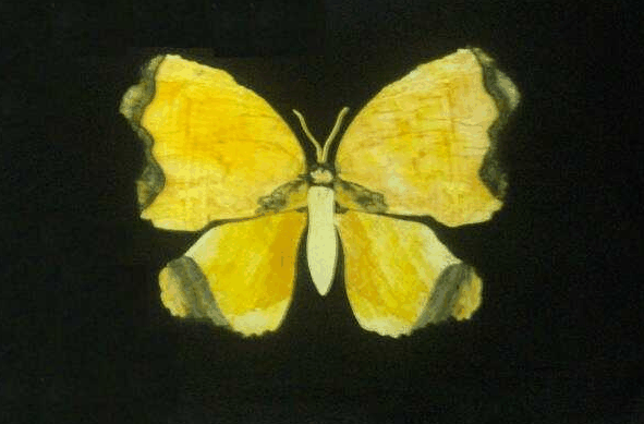 Fredericksfield QLD Tourism Noosa