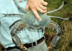 Whitsunday Crocodile Safari - Tourism Noosa