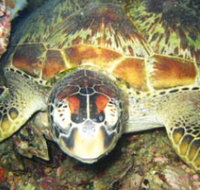 Adrenalin Snorkel and Dive - Tourism Noosa