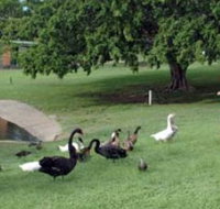 Anzac Park and Ululah Lagoon