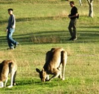 Araucaria Ecotours - Tourism Noosa