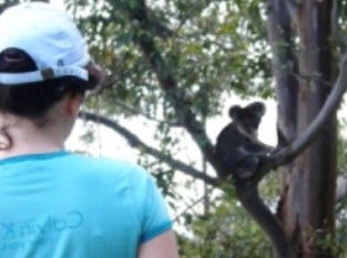 Araucaria Ecotours - Tourism Noosa 1