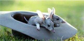 Augathella 4x4 Stock Route Trail - Tourism Noosa 2