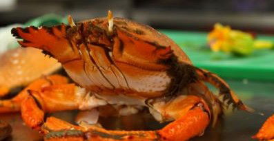 River Cottage Restaurant - Tourism Noosa 0