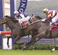 Gosford Race Club - Tourism Noosa