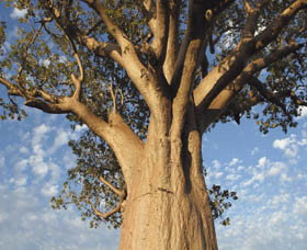 Kununurra WA Tourism Noosa