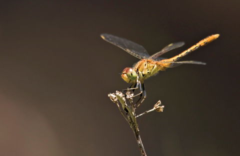 Dragonfly Discovery - Tourism Noosa 0