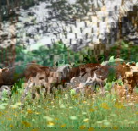 Farmgate Festival - Tourism Noosa