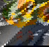 Friday Forage - Tourism Noosa