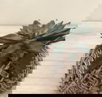 Kokedama Workshop - Tourism Noosa