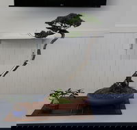 Wauchope Bonsai Workshop Group - Tourism Noosa