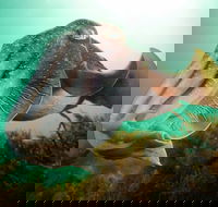 Whyalla Maritime Museum - Cuttlefish Capers - Tourism Noosa