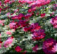 2020 Woolmers Estate Festival of Roses - Tourism Noosa