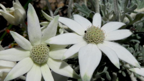 Australian Flora: Past, Present And Future - Tourism Noosa 2