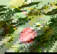 Blackheath Flower and Craft Show - Tourism Noosa