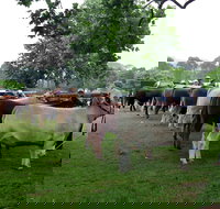 Dorrigo Agricultural Show - Tourism Noosa