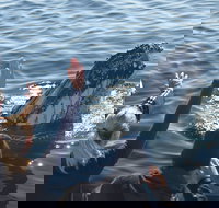 Eden Whale Festival - Tourism Noosa