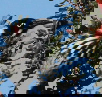 Esperance Wildflower Festival - Tourism Noosa