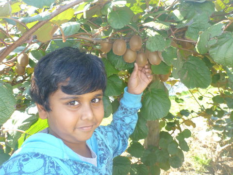 Fruit Taste Adventure Tours - Tourism Noosa 1