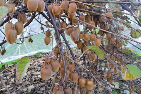 Fruit Taste Adventure Tours - Tourism Noosa 2
