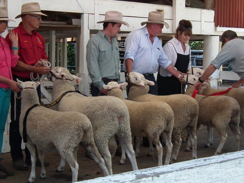 Glen Innes Pastoral And Agricultural Show - Tourism Noosa 2