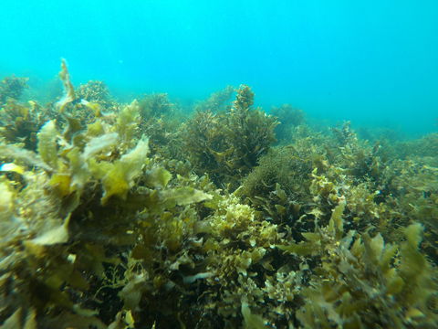 Recovery Of The Great Barrier Reef - Tourism Noosa 2