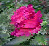Rhododendrons at Brangayne - Tourism Noosa