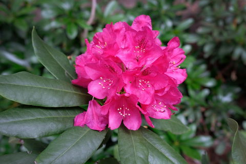 Rhododendrons At Brangayne - Tourism Noosa 0