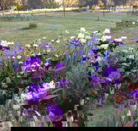 Riverina Iris Farm Open Garden and Iris Display - Tourism Noosa