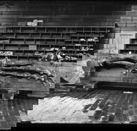 Capturing Nature Early photography at the Australian Museum 1857  1893 - Tourism Noosa