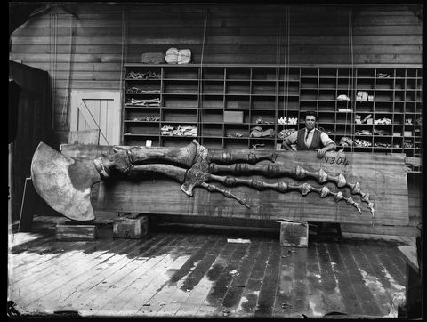 Capturing Nature: Early Photography At The Australian Museum 1857 – 1893 - Tourism Noosa 0