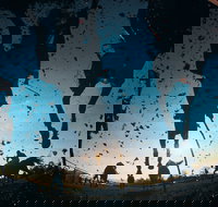 Cootamundra Cup - Tourism Noosa