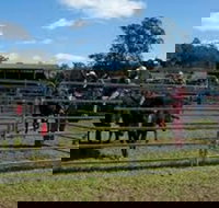 Dungog Team Penning - Tourism Noosa