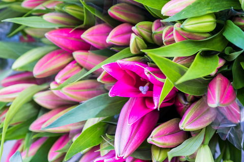 Harvest Launceston Community Farmers' Market - Tourism Noosa 0