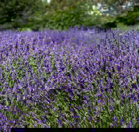 Lavender Herb and Chilli Festival - Tourism Noosa
