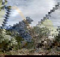 Lost Sanctuary at Healesville Sanctuary - Tourism Noosa