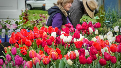 Spring Fling - Tourism Noosa 0