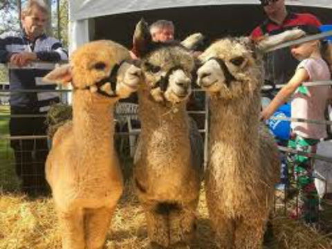 Tocal Field Days - Tourism Noosa 2
